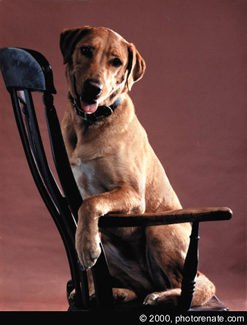 dogg